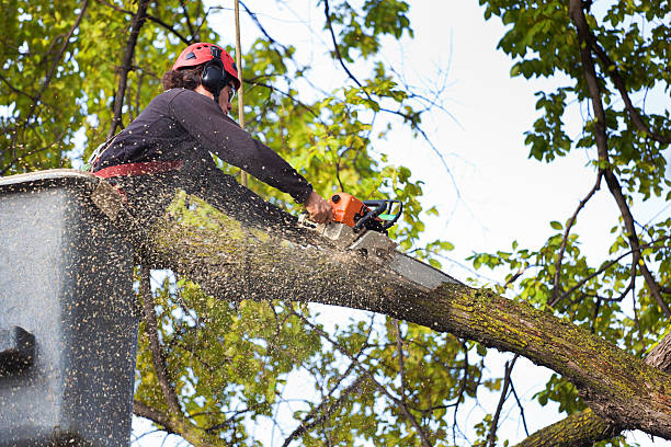  , USA Tree Care Pros